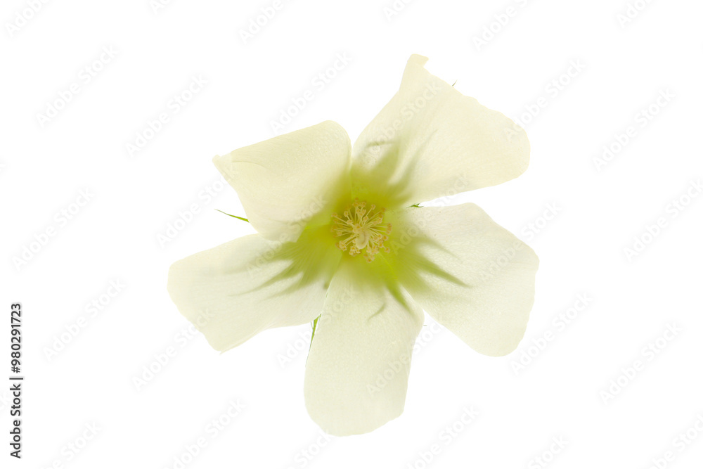 a flower of white cotton plant isolated on a white background a flower of white cotton plant isolated on a white background