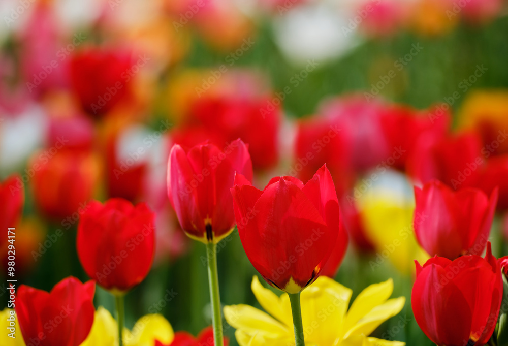色鮮やかで綺麗なチューリップの花 色鮮やかで綺麗なチューリップの花