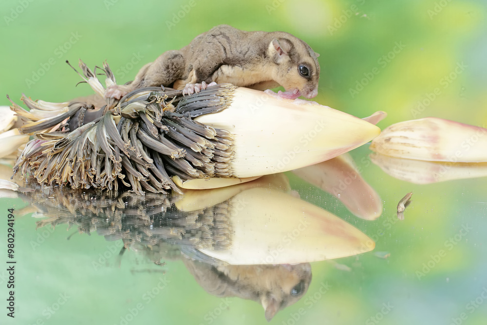 Fototapeta premium An adult sugar glider eating a banana flower that fell to the ground. This mammal has the scientific name Petaurus breviceps.