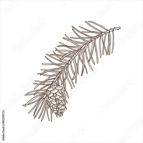 vector drawing branch of Douglas fir, Oregon pine with leaves and cone, Pseudotsuga menziesii isolated at white background, hand drawn vintage illustration