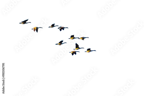 Flock of geese flying in the sky on transparent background with copy space. PNG file.