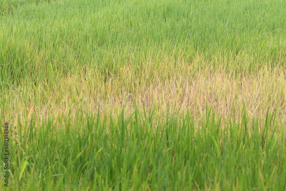 Rice plants about four months old that are infested with pests. Rice plants about four months old that are infested with pests.