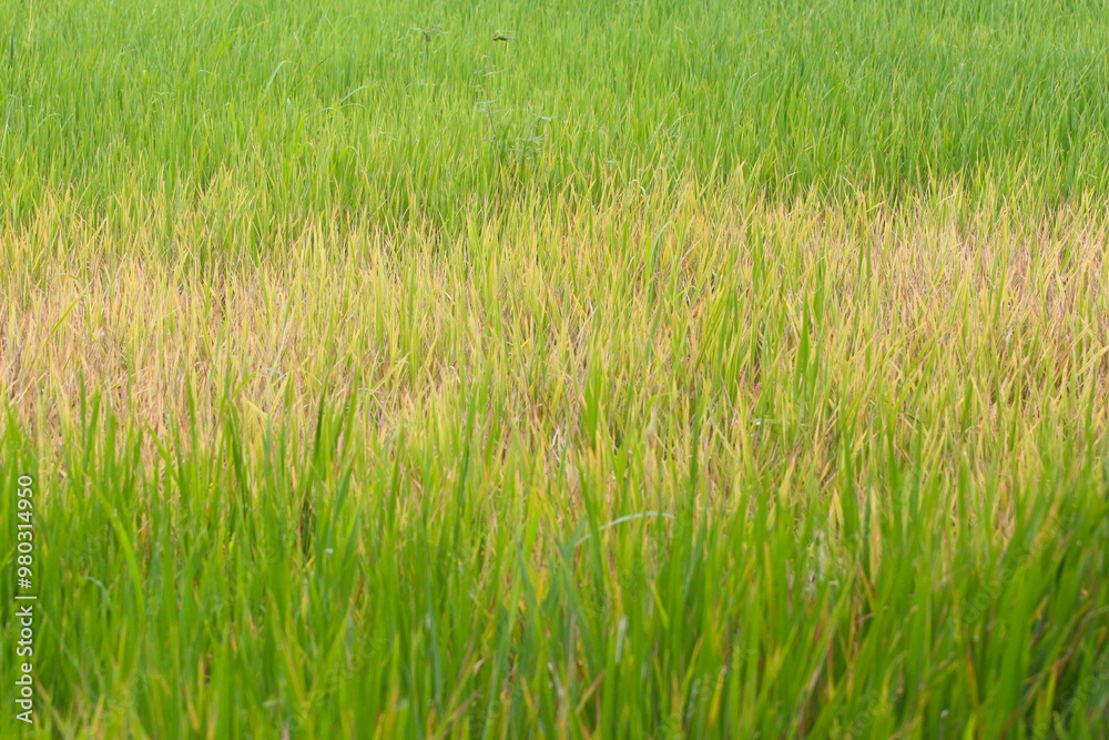 Rice plants about four months old that are infested with pests. Rice plants about four months old that are infested with pests.