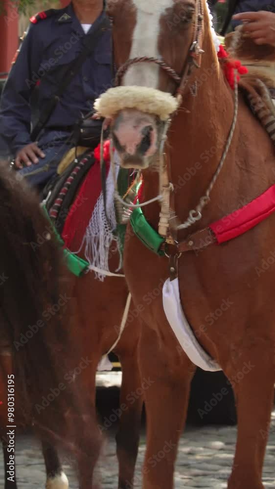 Vertical video of a male soldier, mexican national guard on horse back. Beautiful horse of light brown color. Mexican independence day, mexican military