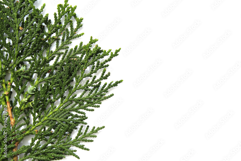 Green conifer tree leaves against a white background abstract Green conifer tree leaves against a white background abstract