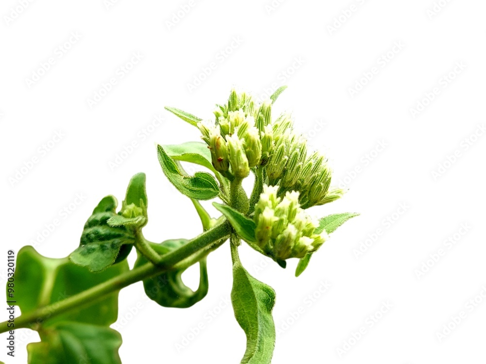 Obraz premium Eupatorium odoratum is a perennial woody herb that grows as a climbing shrub up to 3 meters tall, usually shorter. known as Bitter Bush, Tonka Bean