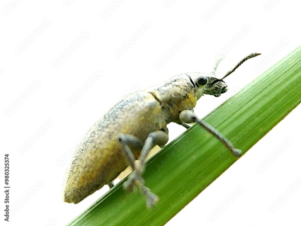 Naklejka premium Gold Dust Beetle hypomeces squamosus fabricius (Arthropoda: Insecta: Coleoptera: Curculionidae). high resolution macro photos