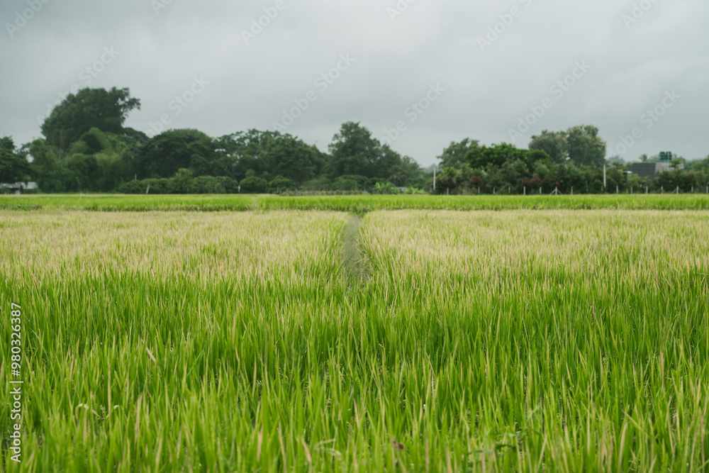 Fototapeta premium Rice Fields on the Countryside of Chiang Mai Thailand