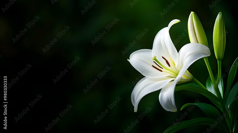 Fototapeta premium Full bloom white lily floating in darkness, softly lit to enhance its serene beauty and detailed petals, ideal for wedding or purity-themed visuals