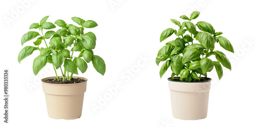 Two vibrant basil plants in neutral pots, showcasing healthy green leaves, ideal for gardening or culinary imagery. transparent background