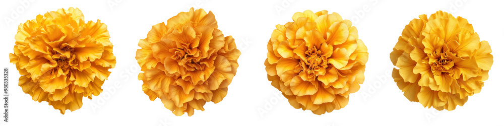 Vibrant marigold flowers showcasing a rich yellow hue, ideal for garden themes, floral designs, and seasonal decor. transparent background Vibrant marigold flowers showcasing a rich yellow hue, ideal for garden themes, floral designs, and seasonal decor. transparent background