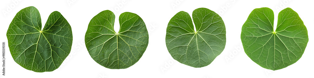 Close-up of vibrant green leaves displaying unique textures and shapes, ideal for nature and botanical themes. transparent background Close-up of vibrant green leaves displaying unique textures and shapes, ideal for nature and botanical themes. transparent background