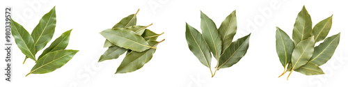 Collection of fresh green bay leaves, perfect for culinary uses and natural decoration. transparent background