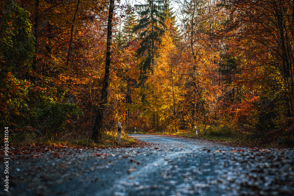 Winding Forest Road Lined with Golden and Red Autumn Foliage Winding Forest Road Lined with Golden and Red Autumn Foliage