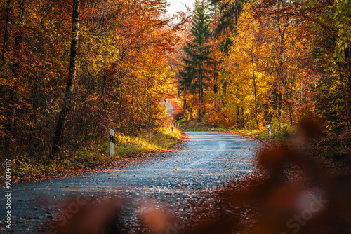 Serene Autumn Road Surrounded by Golden Foliage and Colorful Trees