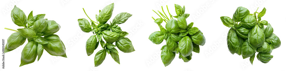Fresh basil leaves arranged in a beautiful display, perfect for culinary inspiration and herb garden themes. transparent background Fresh basil leaves arranged in a beautiful display, perfect for culinary inspiration and herb garden themes. transparent background
