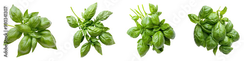 Fresh basil leaves arranged in a beautiful display, perfect for culinary inspiration and herb garden themes. transparent background