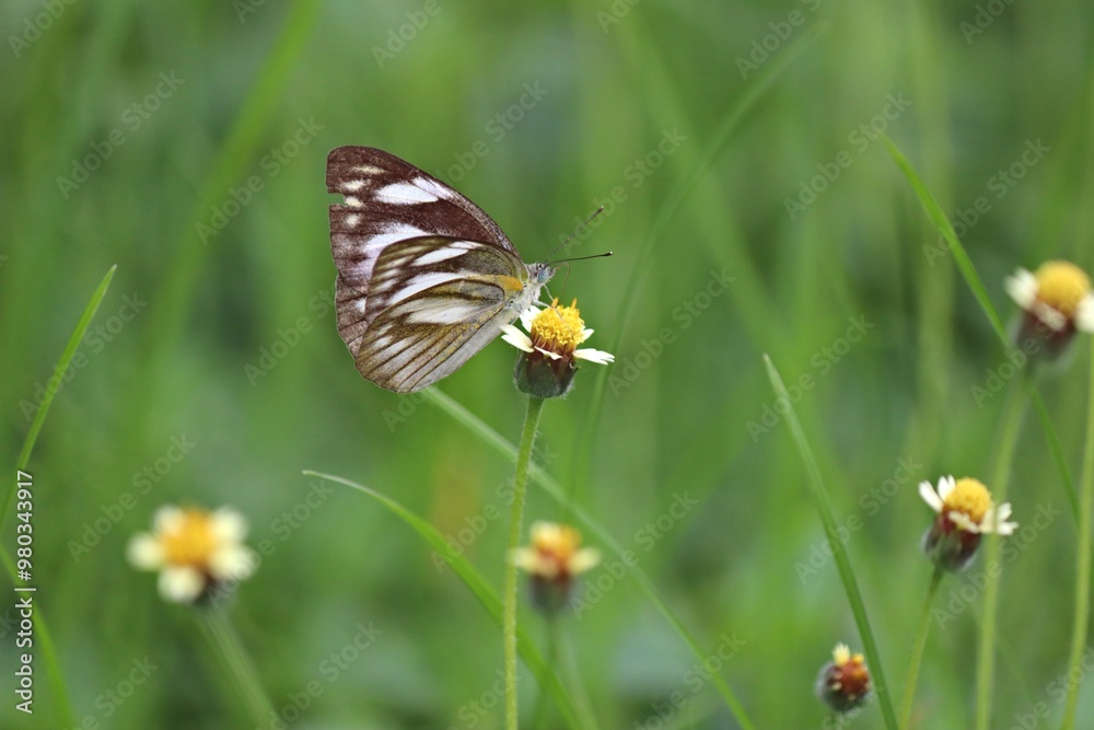 Obraz premium MAcro photo of a beautiful butterfly rests on a delicate white flower in a field of green grass. This image evokes a sense of tranquility and beauty. Green blurred background