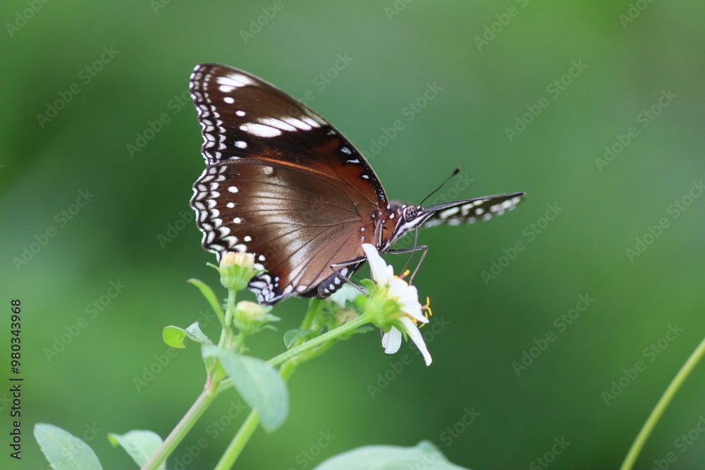 Macro photo of butterfly with brown and white wings resting on a white flower against a soft green background. Ideal for nature, beauty, and spring themes. Green blurred background Macro photo of butterfly with brown and white wings resting on a white flower against a soft green background. Ideal for nature, beauty, and spring themes. Green blurred background