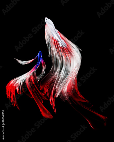 White fighting fish, long f...