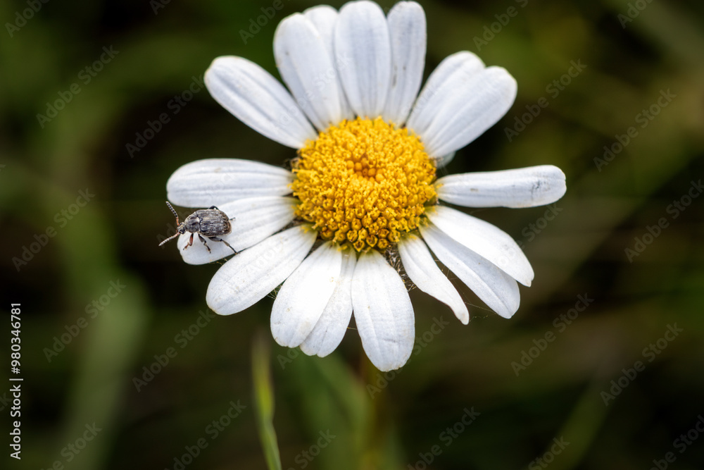 Close-Up of a Seed Beetle Resting on a Delicate Daisy, Showcasing the Intricate Details of Nature’s Smallest Creatures Amidst Vibrant Floral Beauty Close-Up of a Seed Beetle Resting on a Delicate Daisy, Showcasing the Intricate Details of Nature’s Smallest Creatures Amidst Vibrant Floral Beauty