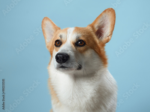 A vigilant Pembroke Welsh Corgi dog with alert ears and soulful eyes against a gentle blue background, embodying the breed intelligent and watchful nature