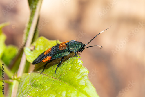 New species (2021), Wild flower cockroach (Eucorydia asahinai) lateral view from Thailand, Southeast Asia. Beautiful metallic greenish blue cockroach rarely found in the nature. photo