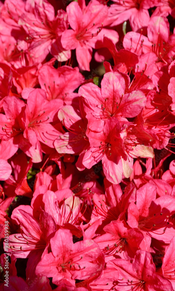 Red azaleas in the garden at spring time. Red azaleas in the garden at spring time.