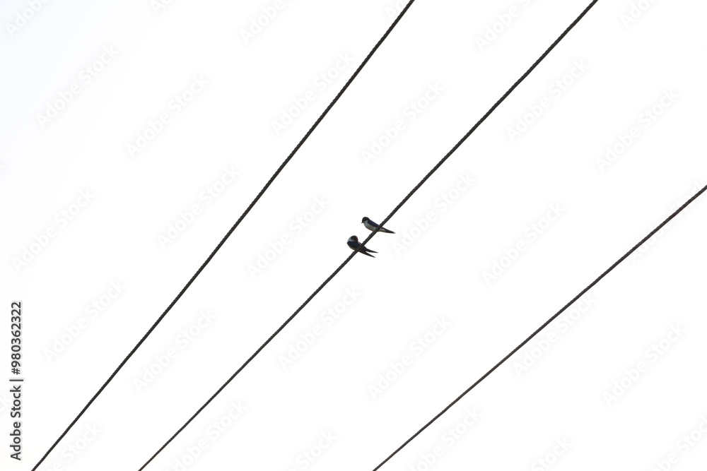 Two birds on white background Two birds on white background