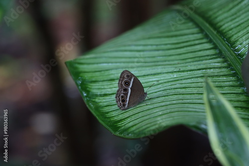 leaf with dew drops and butterfly 