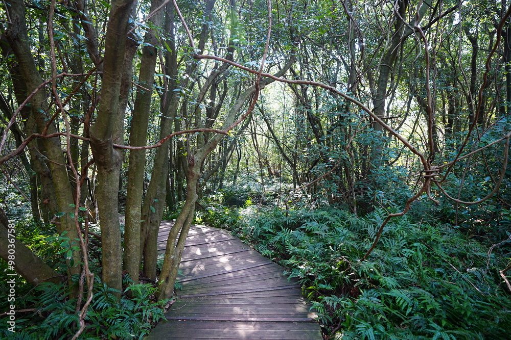 fine boardwalk through refreshing forest
fine boardwalk through refreshing forest
