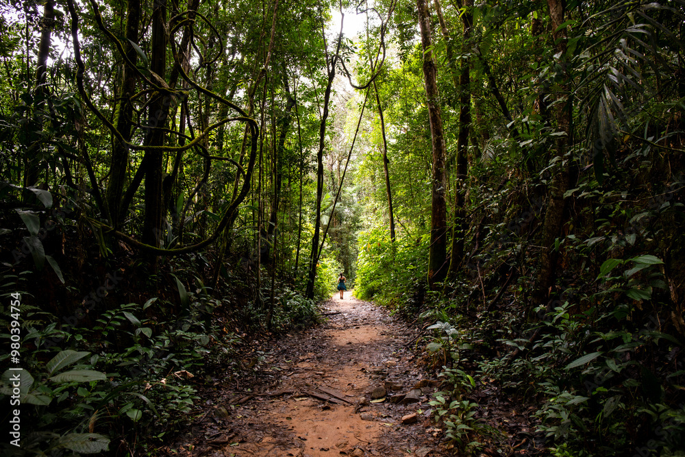 Fototapeta premium Chemin