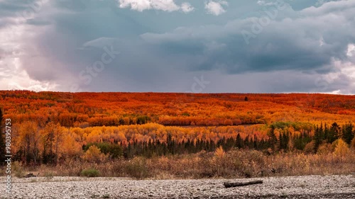 Beautiful nature gorgeous colorful autumn, Color of nature change in fall season. Mountain sky and Fluffy clouds background. yellow dried Leaves reflect from sunlight. Time-lapse footage Autumn season