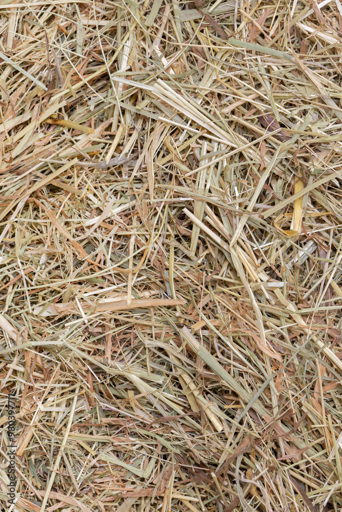 Dried meadow hay straw background backdrop. Animal feed bedding concept Dried meadow hay straw background backdrop. Animal feed bedding concept