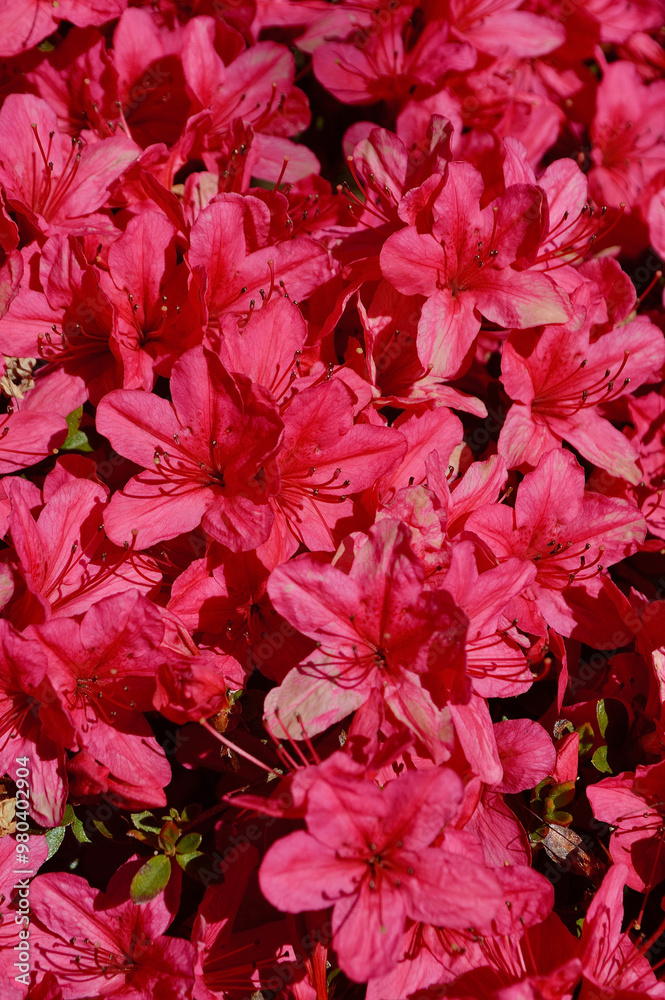 Beautiful red azalea blossoms in the spring sunshine. Beautiful red azalea blossoms in the spring sunshine.