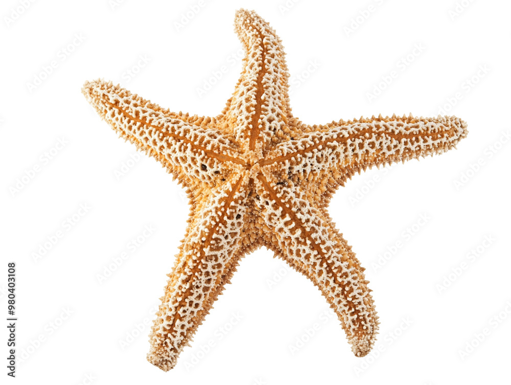 A dried starfish with a rough texture, isolated on a transparent background. A dried starfish with a rough texture, isolated on a transparent background.