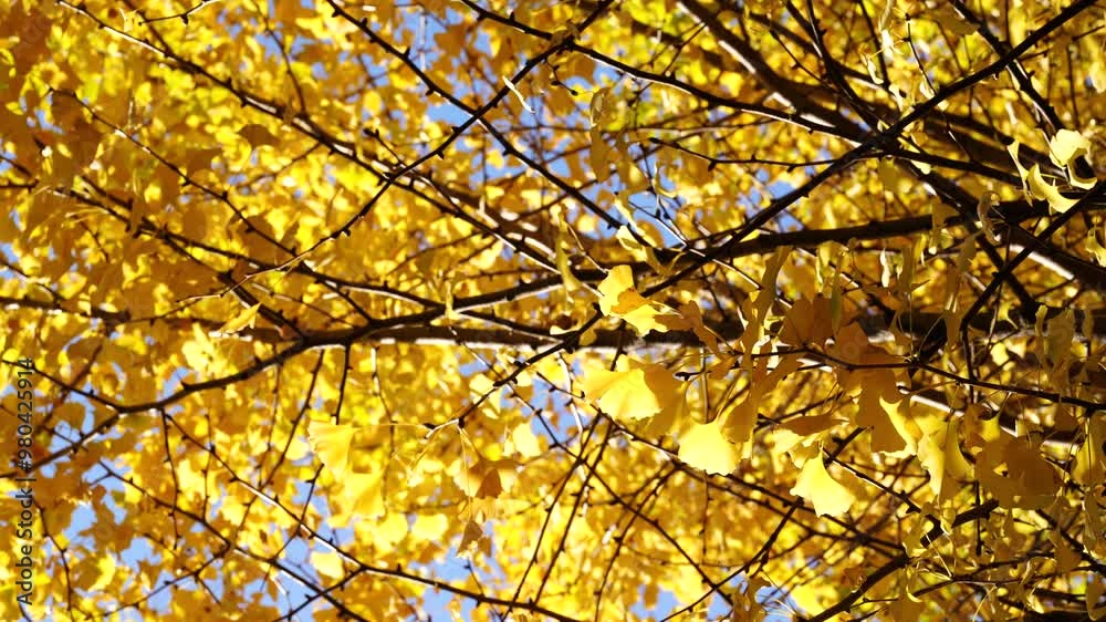 Ginkgo leaves (Maidenhair Tree) swaying in the wind Ginkgo leaves (Maidenhair Tree) swaying in the wind