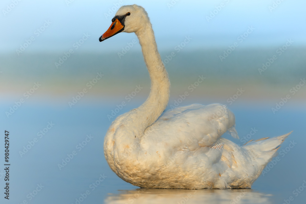 Obraz premium Baltic Sea on summer Bird Mute Swan Cygnus olor in blue background, Poland Europe