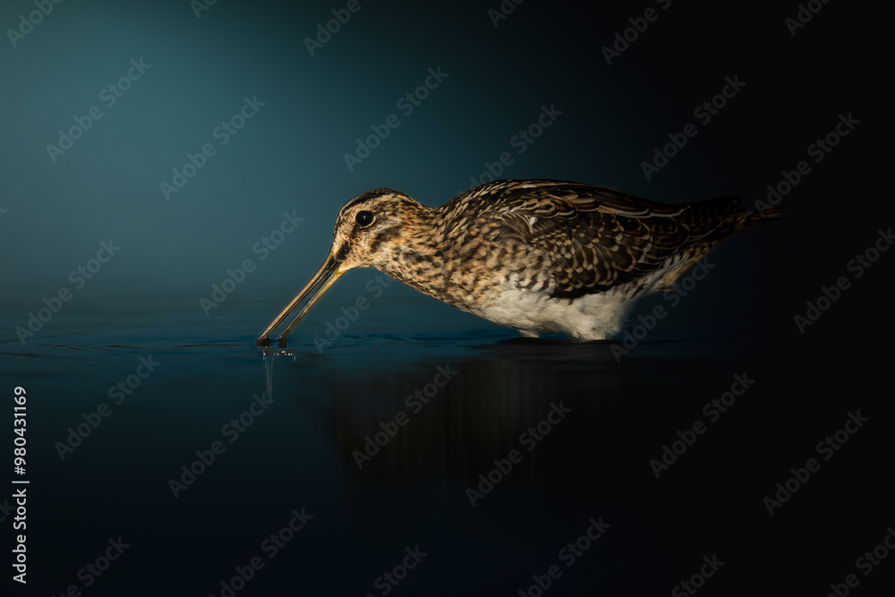 Obraz premium Shore bird Common snipe Gallinago gallinago small bird with long beak, Poland Europe dark moody style
