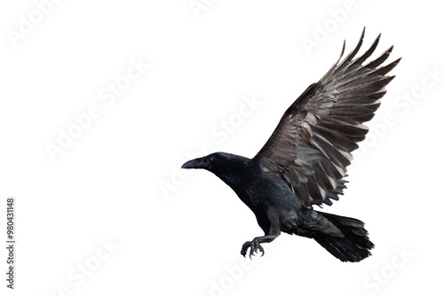 Birds flying raven isolated on white background Corvus corax. Halloween - flying bird silhouette of a black bird in flight cut out on a white background for use in graphic arts