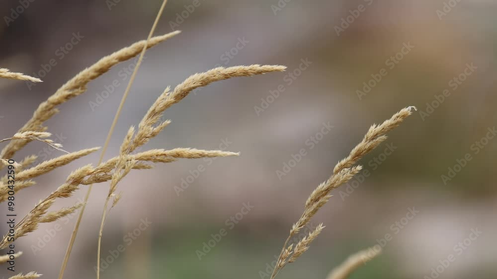 Grass Waving in The Wind Grass Waving in The Wind