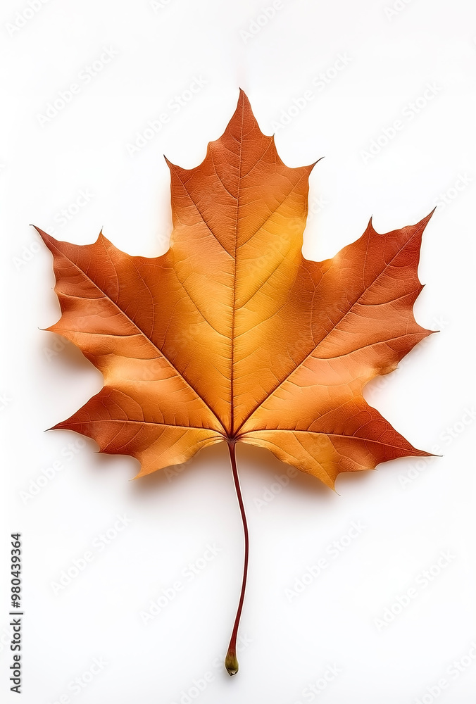Obraz premium maple leaf isolated on white background