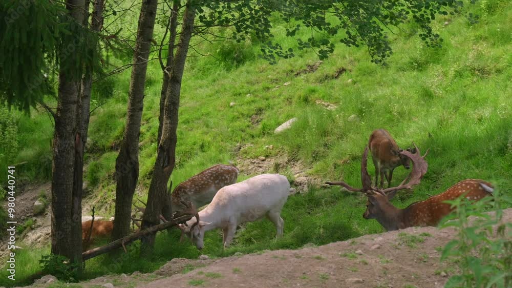 A herd of deer, featuring a rare white deer, forages in a forest clearing surrounded by lush greenery. A herd of deer, featuring a rare white deer, forages in a forest clearing surrounded by lush greenery.