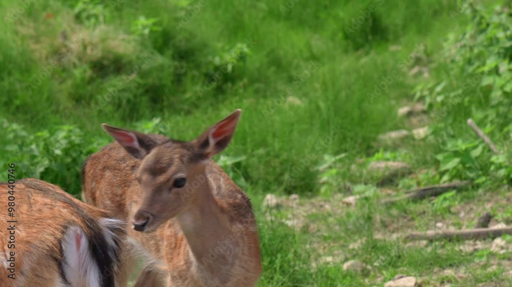 A close-up of a young deer standing in a grassy meadow, surrounded by natural vegetation. A close-up of a young deer standing in a grassy meadow, surrounded by natural vegetation.