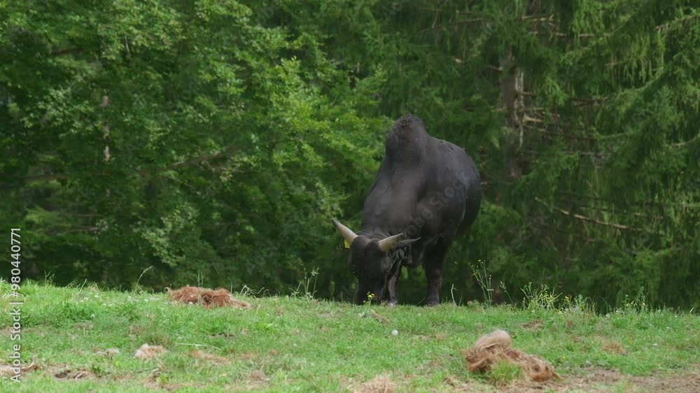 A large black bull with horns grazing peacefully in a green field with trees in the background. A large black bull with horns grazing peacefully in a green field with trees in the background.