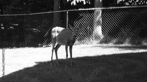 Black and white look at a grazing doe in Summer 2024. photo