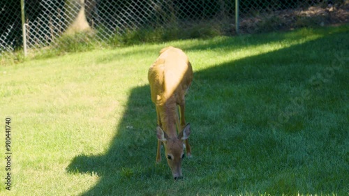 Shaky handheld camera view of a doe in Michigan. photo