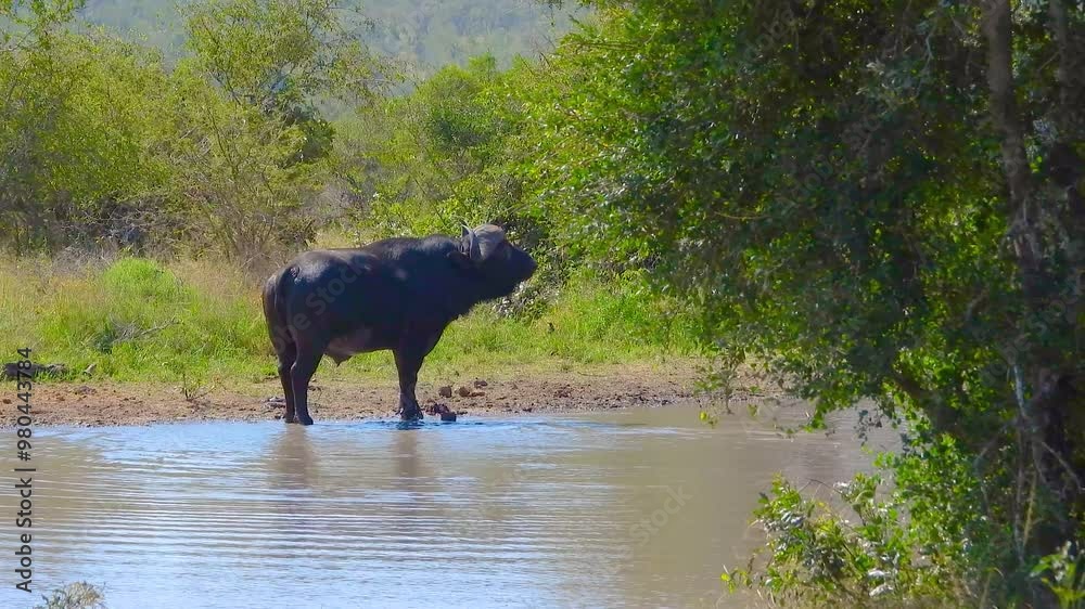 Solitary African buffalo stands at a waterhole in Kruger National Park, surrounded by lush greenery and reflecting calm in the serene natural habitat. Solitary African buffalo stands at a waterhole in Kruger National Park, surrounded by lush greenery and reflecting calm in the serene natural habitat.