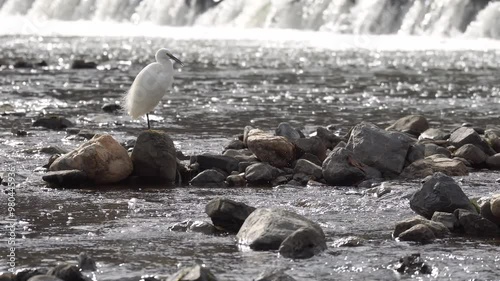 A little egret preening in the Katsuragawa river Kyoto photo