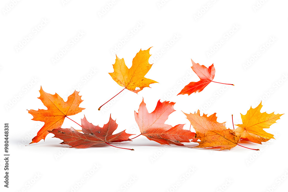 Autumn maple leaves falling isolated on white background
Autumn maple leaves falling isolated on white background